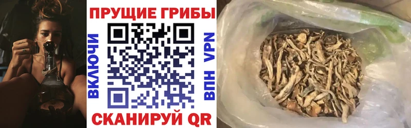 kraken как войти  Навашино  Псилоцибиновые грибы мицелий  закладка 